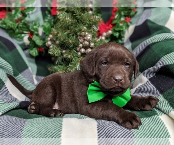 Medium Photo #3 Labrador Retriever Puppy For Sale in GLEN ROCK, PA, USA