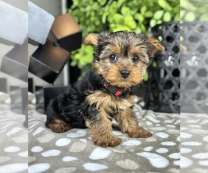 Yorkshire Terrier Puppy for sale in FRANKLIN, IN, USA