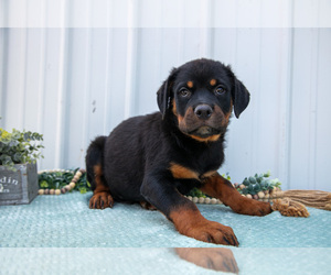 Rottweiler Litter for sale in BRYANT, IN, USA