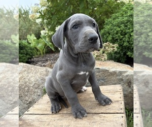 Great Dane Puppy for sale in MIDDLEBURY, IN, USA