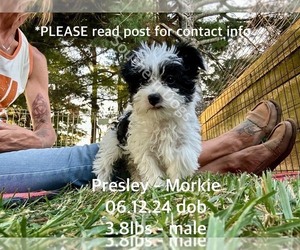 Morkie Puppy for sale in CASSVILLE, MO, USA