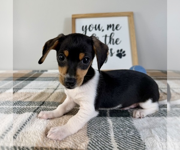 Medium Photo #4 Dachshund Puppy For Sale in GREENFIELD, IN, USA