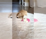 Puppy Ora Goldendoodle