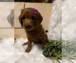 Small Photo #6 Goldendoodle Puppy For Sale in SAINT GEORGE, UT, USA