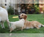 Small Photo #4 Golden Retriever Puppy For Sale in CARSON CITY, NV, USA