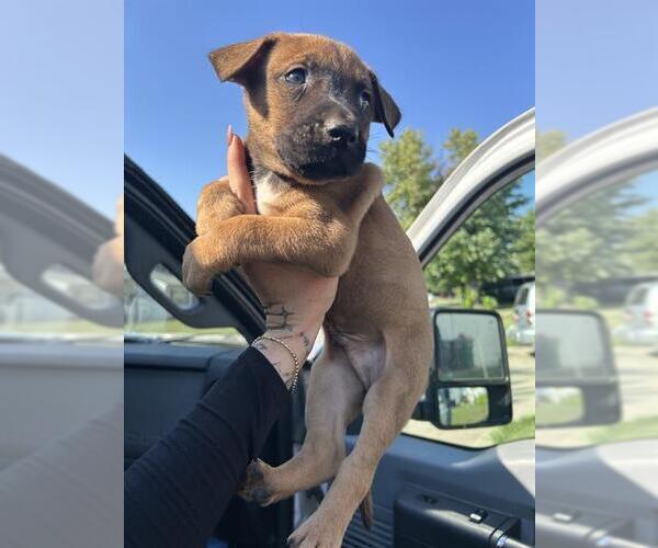 Medium Photo #1 Black Mouth Cur Puppy For Sale in Oklahoma City, OK, USA