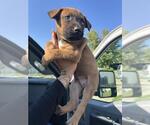 Small Black Mouth Cur
