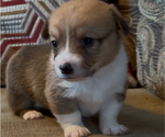 Puppy Daisy Pembroke Welsh Corgi