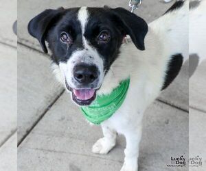 Retriever -Unknown Mix Dogs for adoption in Washington, DC, USA