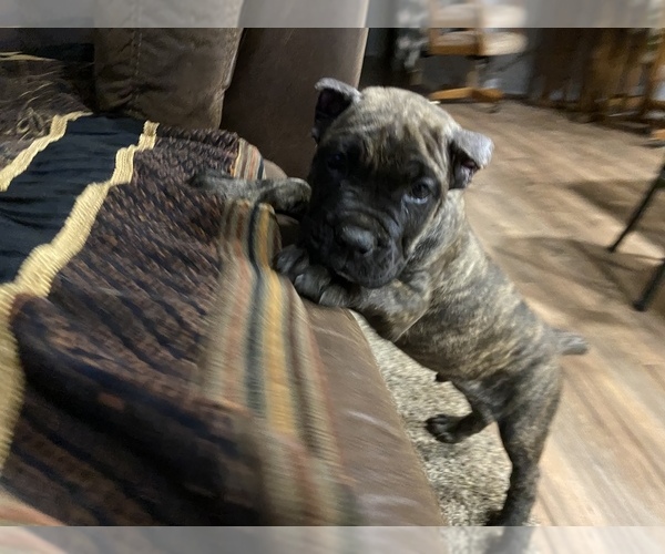 Medium Photo #1 Cane Corso Puppy For Sale in WALTERS, OK, USA