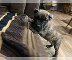 Small Photo #1 Cane Corso Puppy For Sale in WALTERS, OK, USA