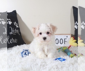 Havanese Puppy for sale in MOUNT VERNON, OH, USA