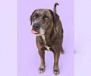 Mutt Dogs for adoption in HESPERIA, CA, USA