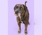 TIGRESS - Female Mutt Dog for Adoption - Small photo