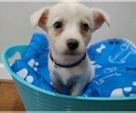 Small Photo #1 Chiweenie Puppy For Sale in MARIETTA, GA, USA