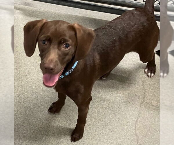 Medium Photo #1 Labrador Retriever-Unknown Mix Puppy For Sale in Sterling, MA, USA