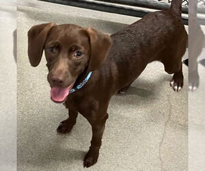 Labrador Retriever-Unknown Mix Dogs for adoption in Sterling, MA, USA
