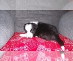 Small Photo #15 Border Collie Puppy For Sale in AIKEN, SC, USA
