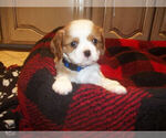 Small Photo #1 Cavalier King Charles Spaniel Puppy For Sale in DALLAS, TX, USA