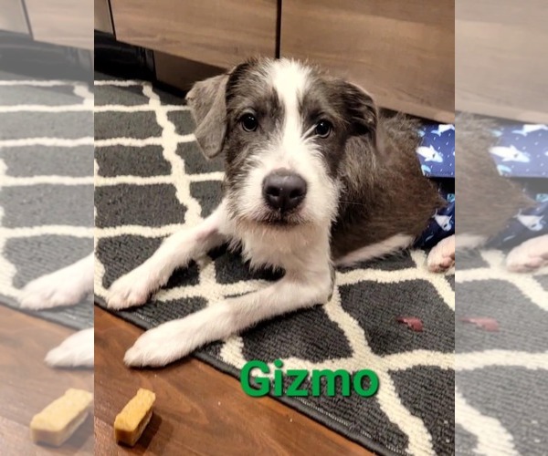 Medium Photo #2 American Pit Bull Terrier-Shih Tzu Mix Puppy For Sale in Des Moines, IA, USA