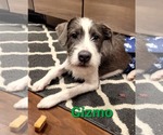 Small #1 American Pit Bull Terrier-Shih Tzu Mix