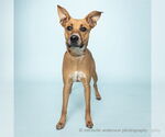 Small Basenji Mix