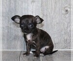 Small #25 Chihuahua