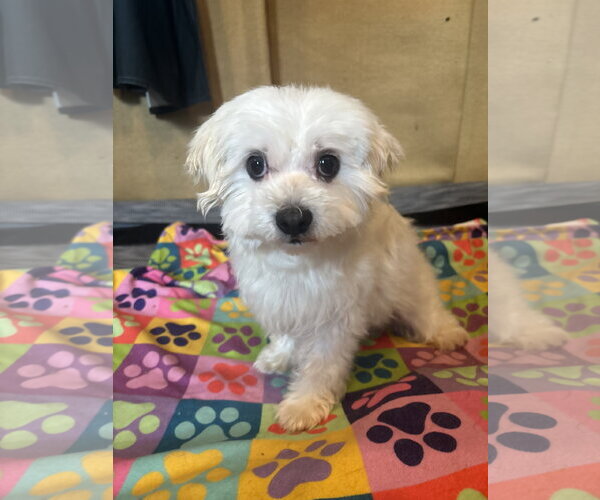 Medium Photo #10 Maltipoo (Toy) Puppy For Sale in Pacolet, SC, USA