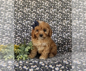 Cavapoo Puppy for sale in QUARRYVILLE, PA, USA