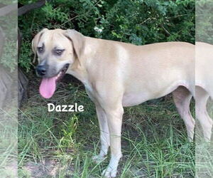 Dazzle - Female Mutt Dog for Adoption - Photo #3