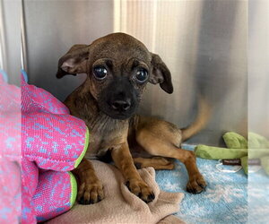 Chihuahua Dogs for adoption in Chula Vista, CA, USA