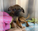 A275205 - Female Chihuahua Dog for Adoption - Small photo