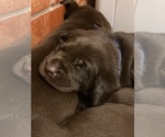 Small Photo #1 Labrador Retriever Puppy For Sale in TULSA, OK, USA