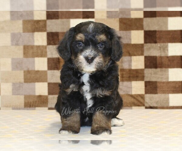 Medium Photo #4 Miniature Bernedoodle Puppy For Sale in DENVER, PA, USA