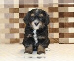 Small #3 Miniature Bernedoodle