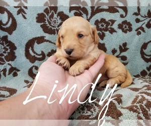 Goldendoodle (Miniature) Puppy for sale in CASSVILLE, MO, USA