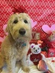 Small Photo #1 Goldendoodle Puppy For Sale in SAINT CLAIR SHORES, MI, USA