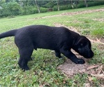Small Photo #12 Labrador Retriever Puppy For Sale in SWANTON, MD, USA