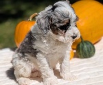 Small #3 Miniature Bernedoodle