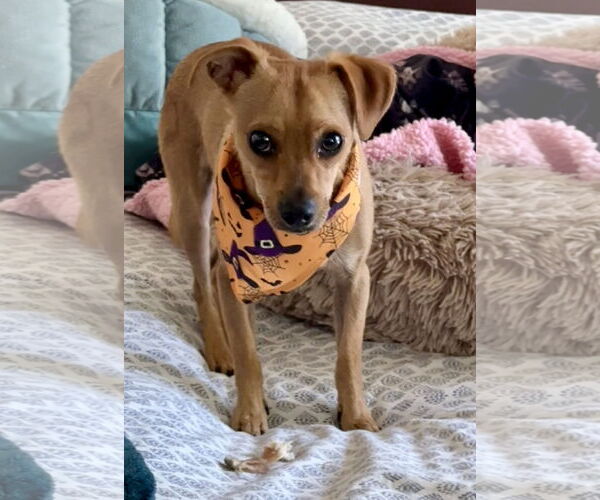 Medium Photo #1 Chihuahua Puppy For Sale in Menifee, CA, USA