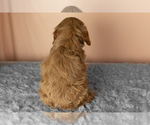 Small Photo #39 Golden Cavadoodle Puppy For Sale in MILLERSBURG, IN, USA