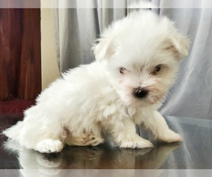 Maltese Puppy for Sale in WEST PALM BEACH, Florida USA