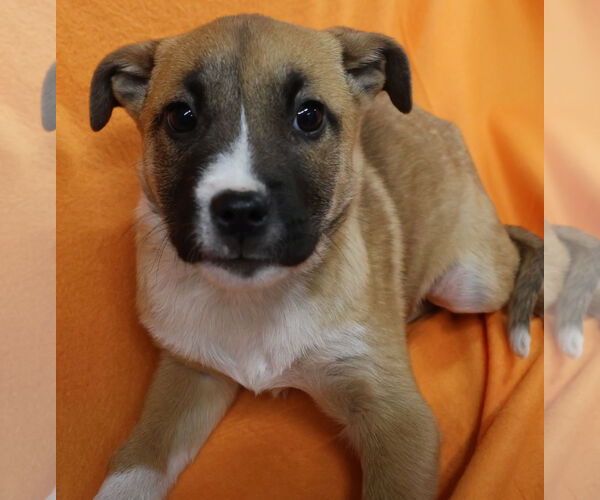 Medium Photo #12 Shepradors Puppy For Sale in Princeton, MN, USA