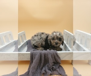 Poodle (Miniature) Puppy for sale in GOSHEN, IN, USA
