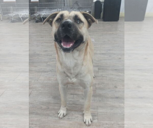 Medium Photo #9 Huskies -Unknown Mix Puppy For Sale in Murfreesboro, NC, USA