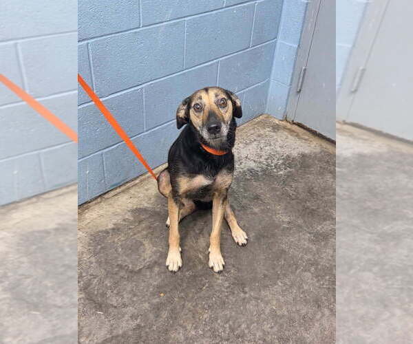 Medium Photo #4 Beagle-Unknown Mix Puppy For Sale in Evansville, IN, USA