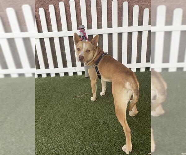 Medium Photo #1 Mutt Puppy For Sale in Modesto, CA, USA