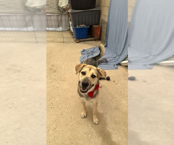 Medium Photo #7 German Shepherd Dog-Unknown Mix Puppy For Sale in Lake Forest, CA, USA