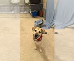 Small #6 German Shepherd Dog Mix