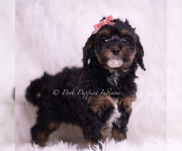 Medium Photo #3 Poodle (Toy) Puppy For Sale in WARSAW, IN, USA